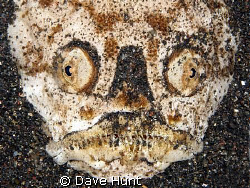 I *am* smiling.  

Stargazer on night dive in Lembeh St... by Dave Hunt 